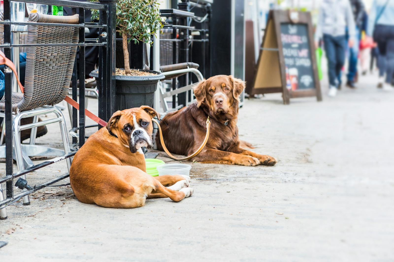 The Best Dog-Friendly Restaurants in Auckland | Dish Cult