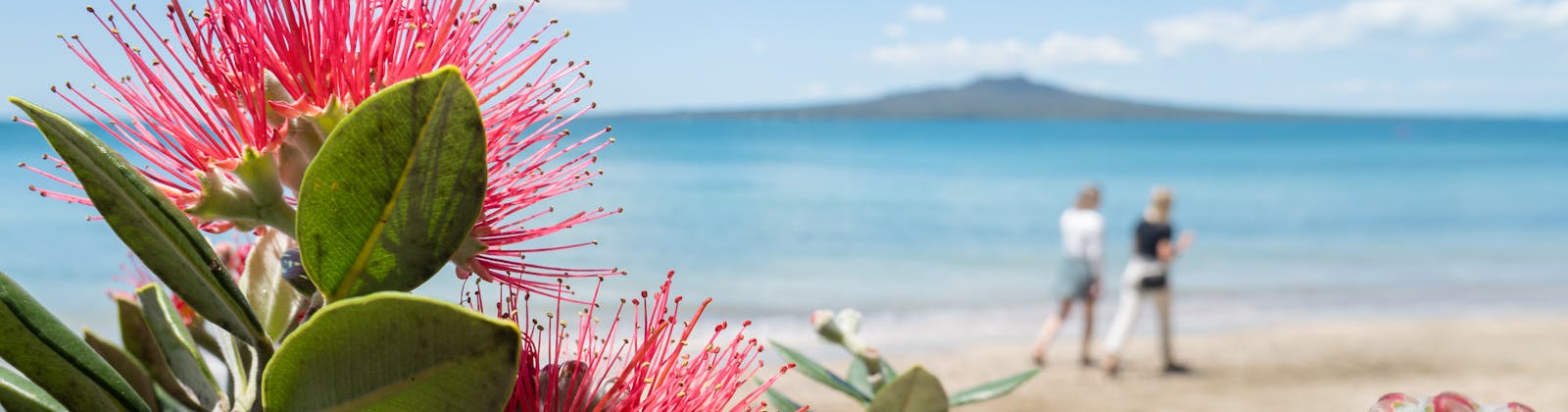 pohutakawa at the beach in mission bay auckland