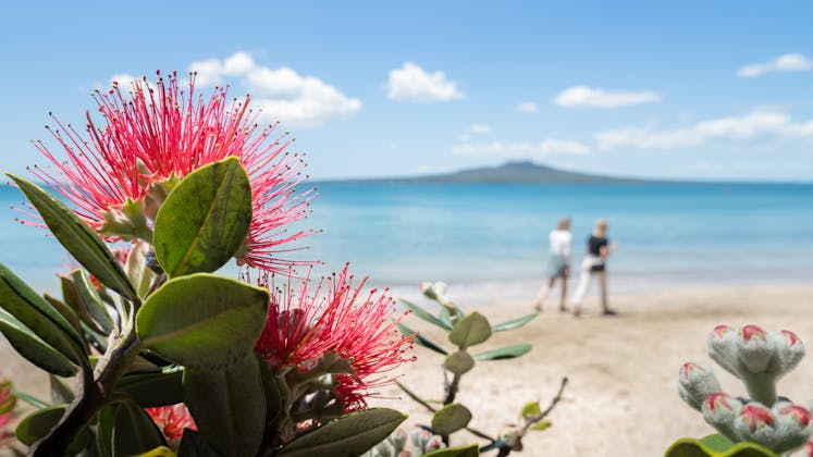 pohutakawa at the beach in mission bay auckland 