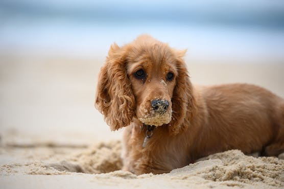 Chien cocker sur la plage