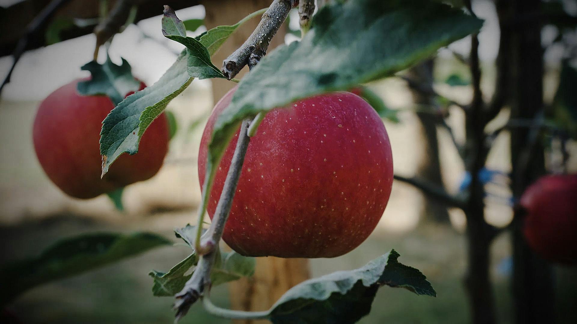 Apfel Rot Baum Apfel Rot Baum
