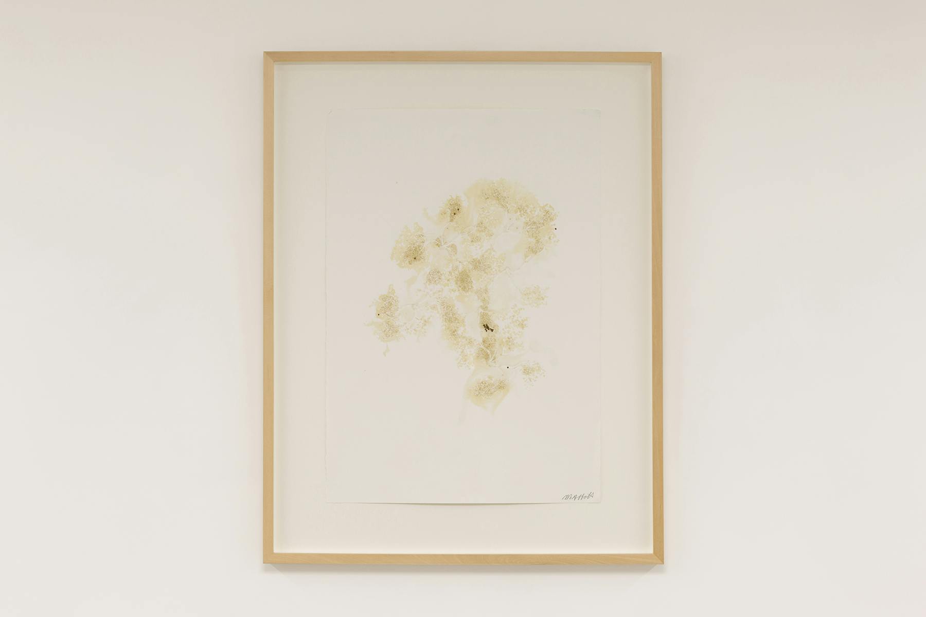 Elderflower and Venus 1, 2021, monostampa, fiori di sambuco su carta, 72 x 56 cm