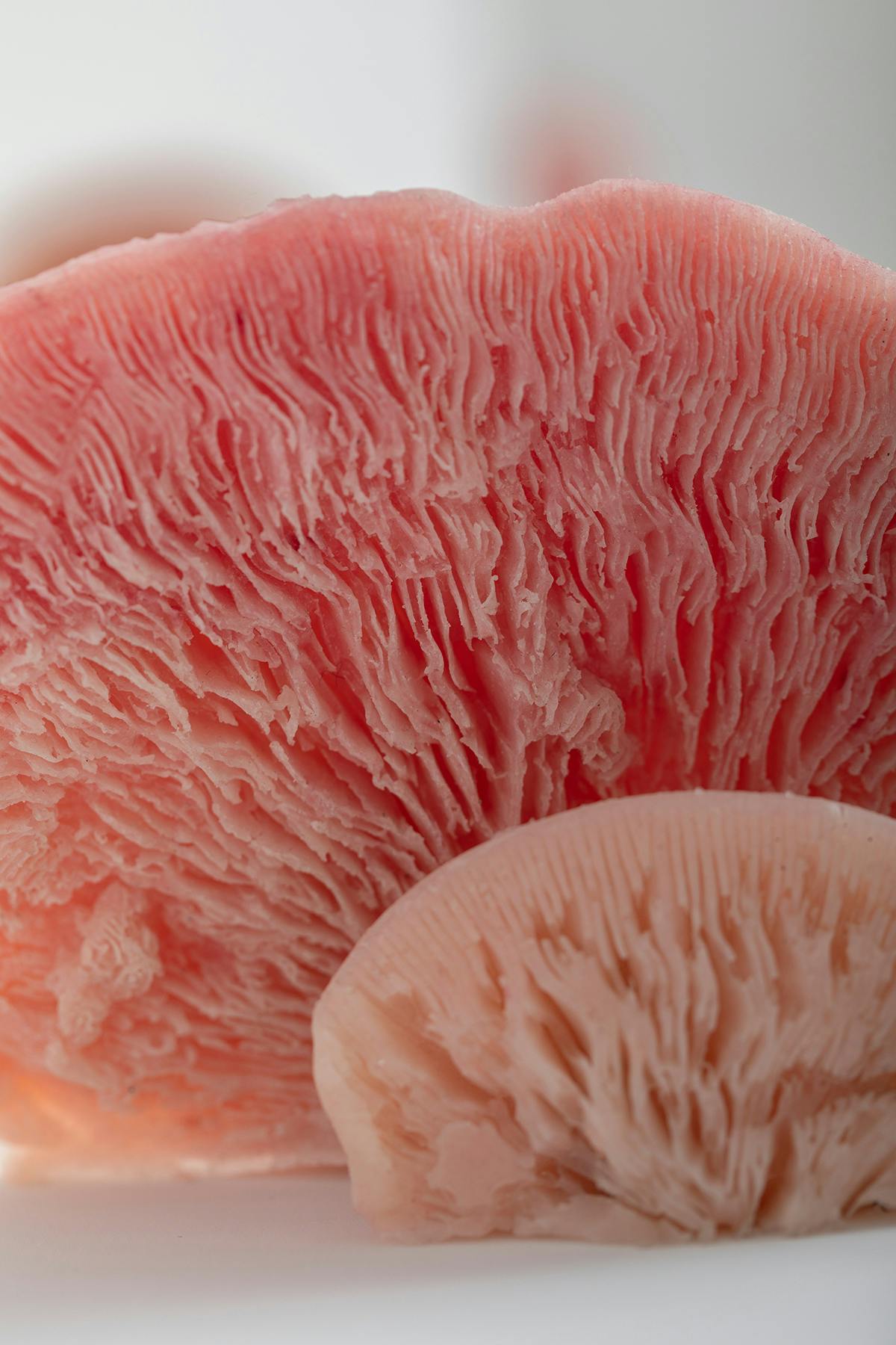 Come funghi, 2022, calchi da funghi lignicoli in gomma siliconica colorata in pasta, dimensioni variabili - (dettaglio)