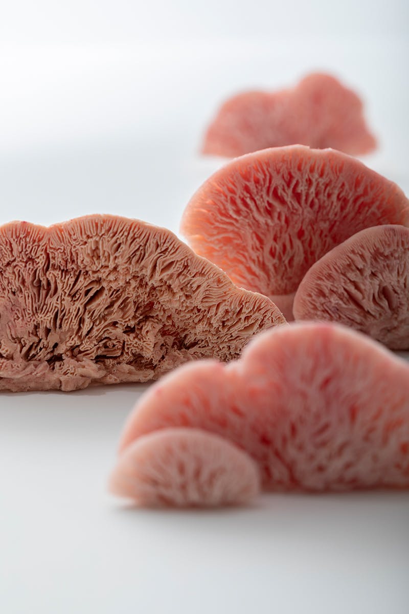 Come funghi, 2022, calchi da funghi lignicoli in gomma siliconica colorata in pasta, dimensioni variabili - (dettaglio)