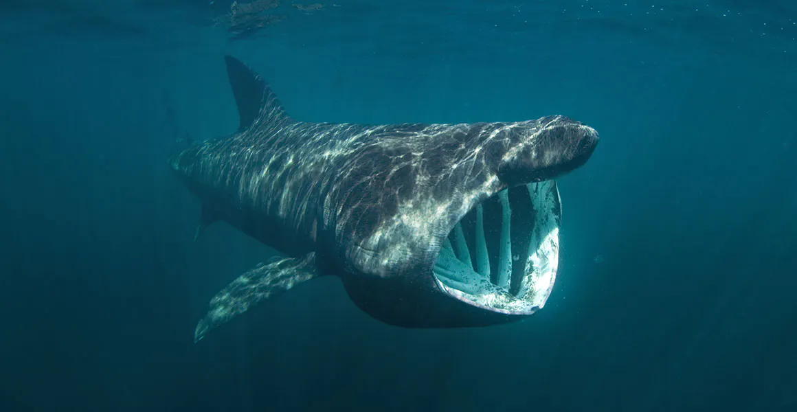 Basking Shark with mouth open underwater, in the ocean