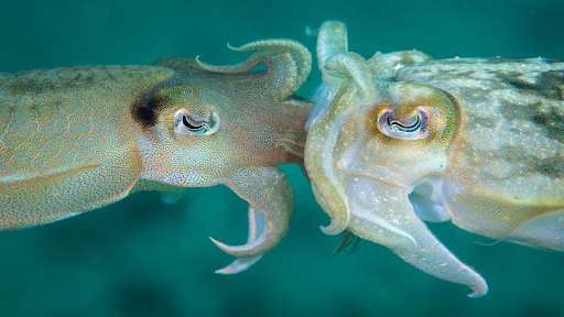 Cuddlefish The Loveable story of the Cuttlefish