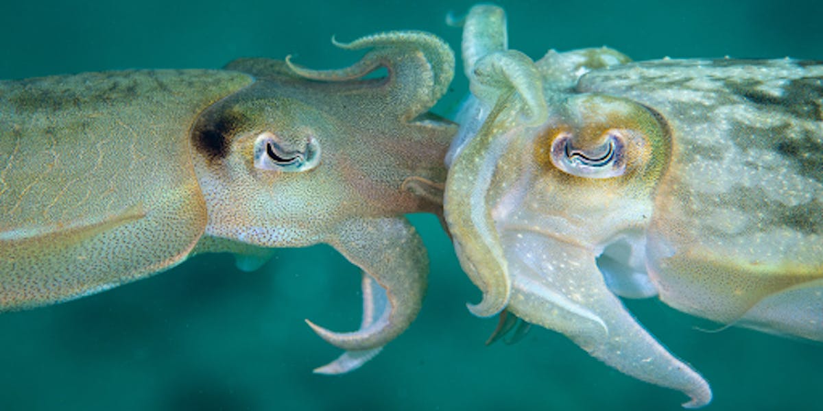 Two Cuttlefish mating
