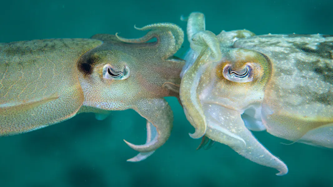 Two Cuttlefish mating