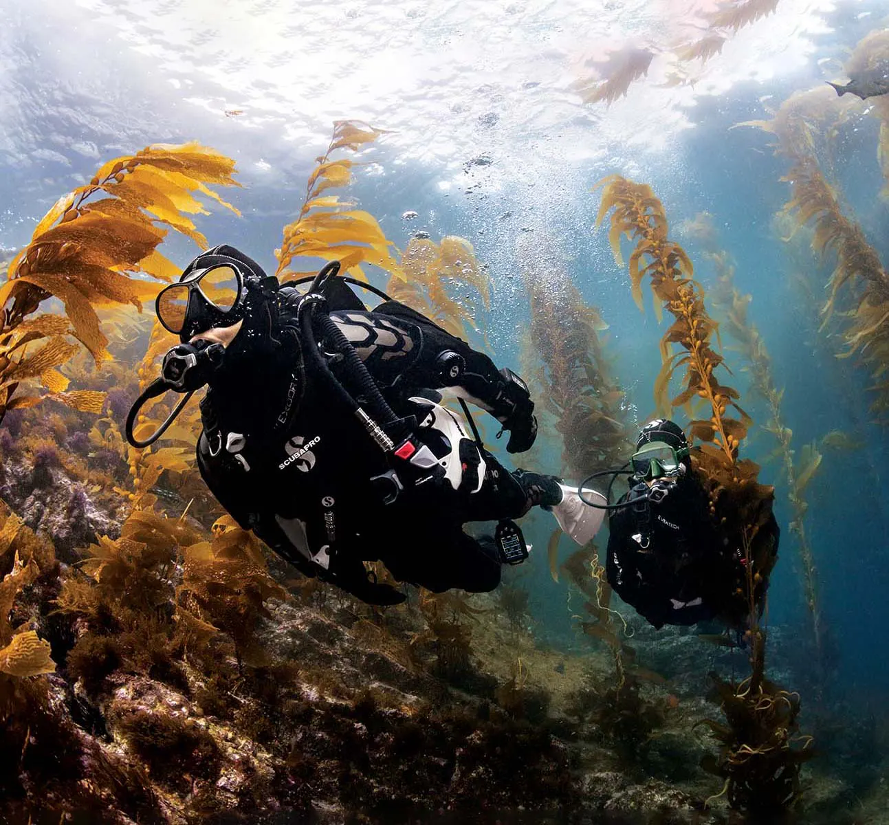 two scuba divers swimming through kelp forest