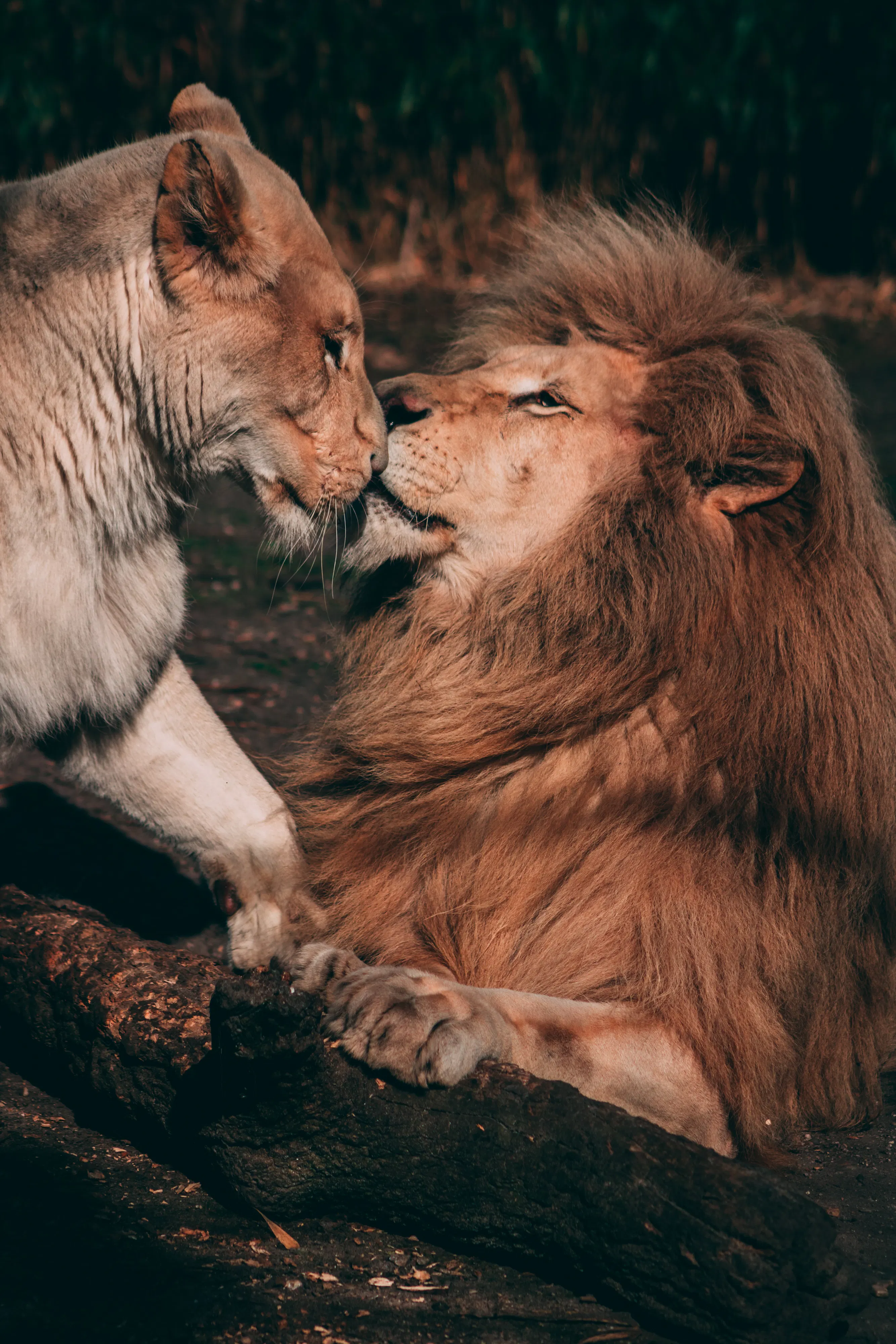 Lions