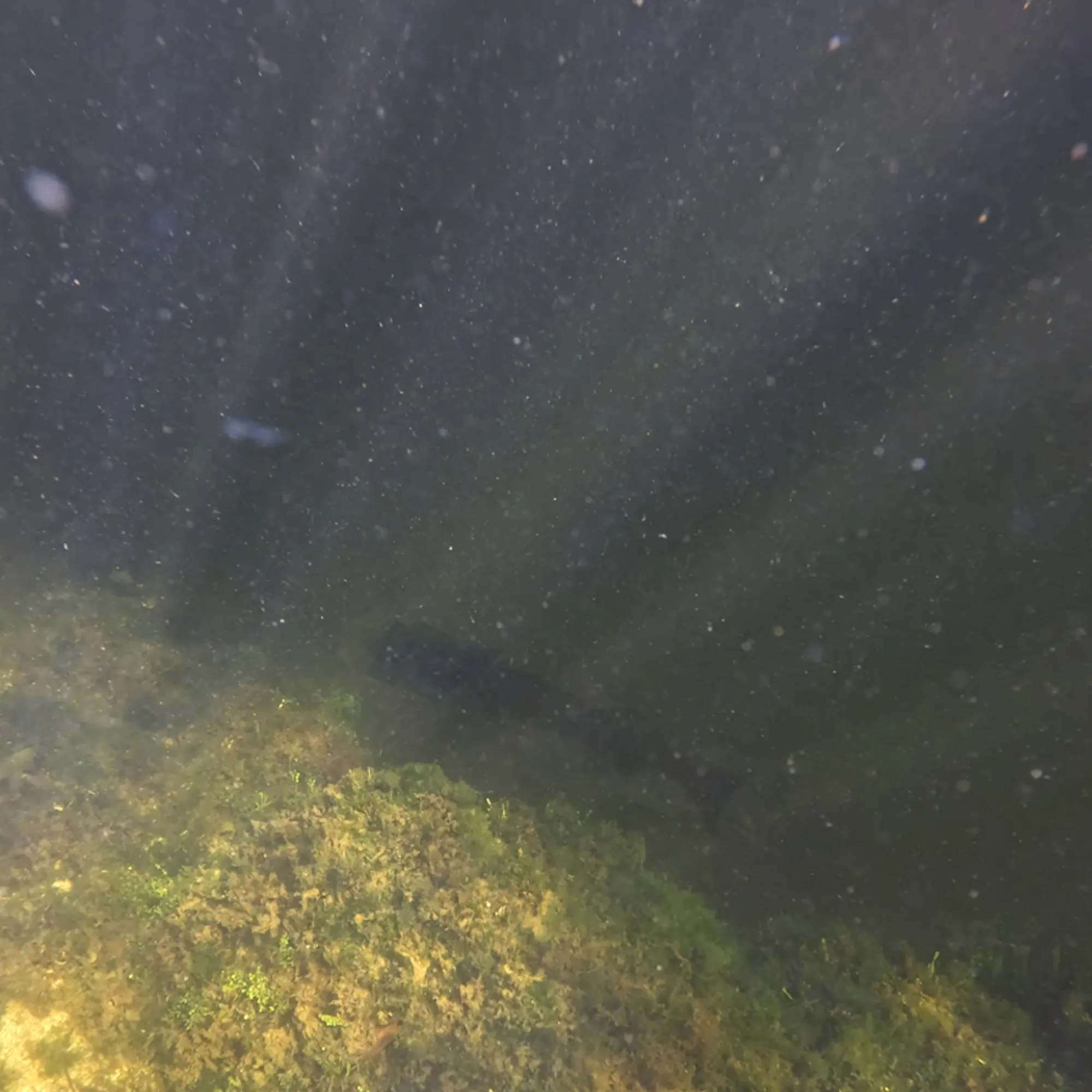 massive fish in the distance in the water