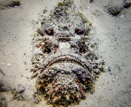 Stone fish buried under sand on the ocean floor, hunting.