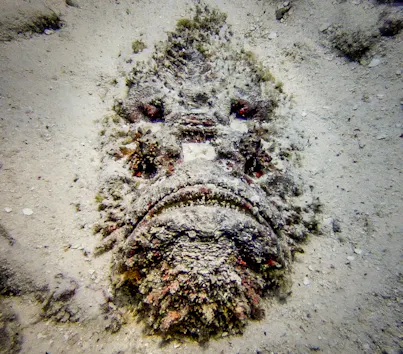 Stone fish buried under sand on the ocean floor, hunting.