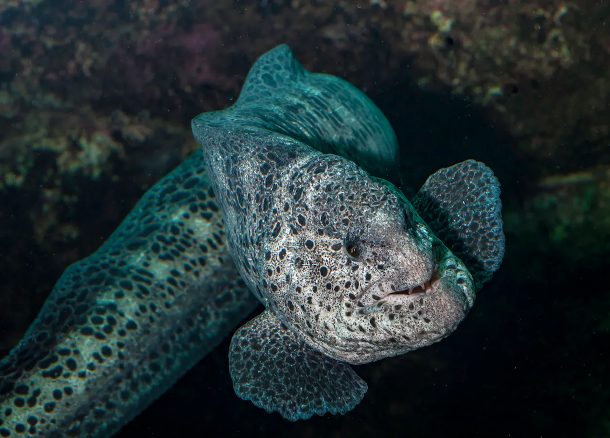 Spotted eel swimming underwater