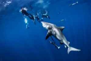 Shark Diving… At Night?!?!