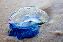 by-the-wind sailor jellyfish
