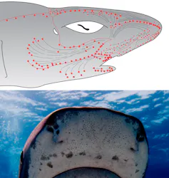 electric field sensor for sharks