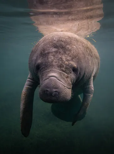 Manatee in murky waters heading towards the camera