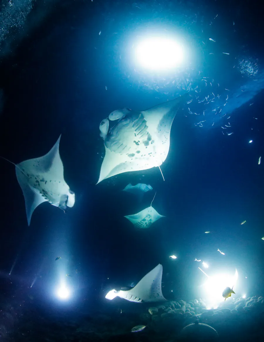 Scuba divers scuba diving, filming manta rays as they swim around.