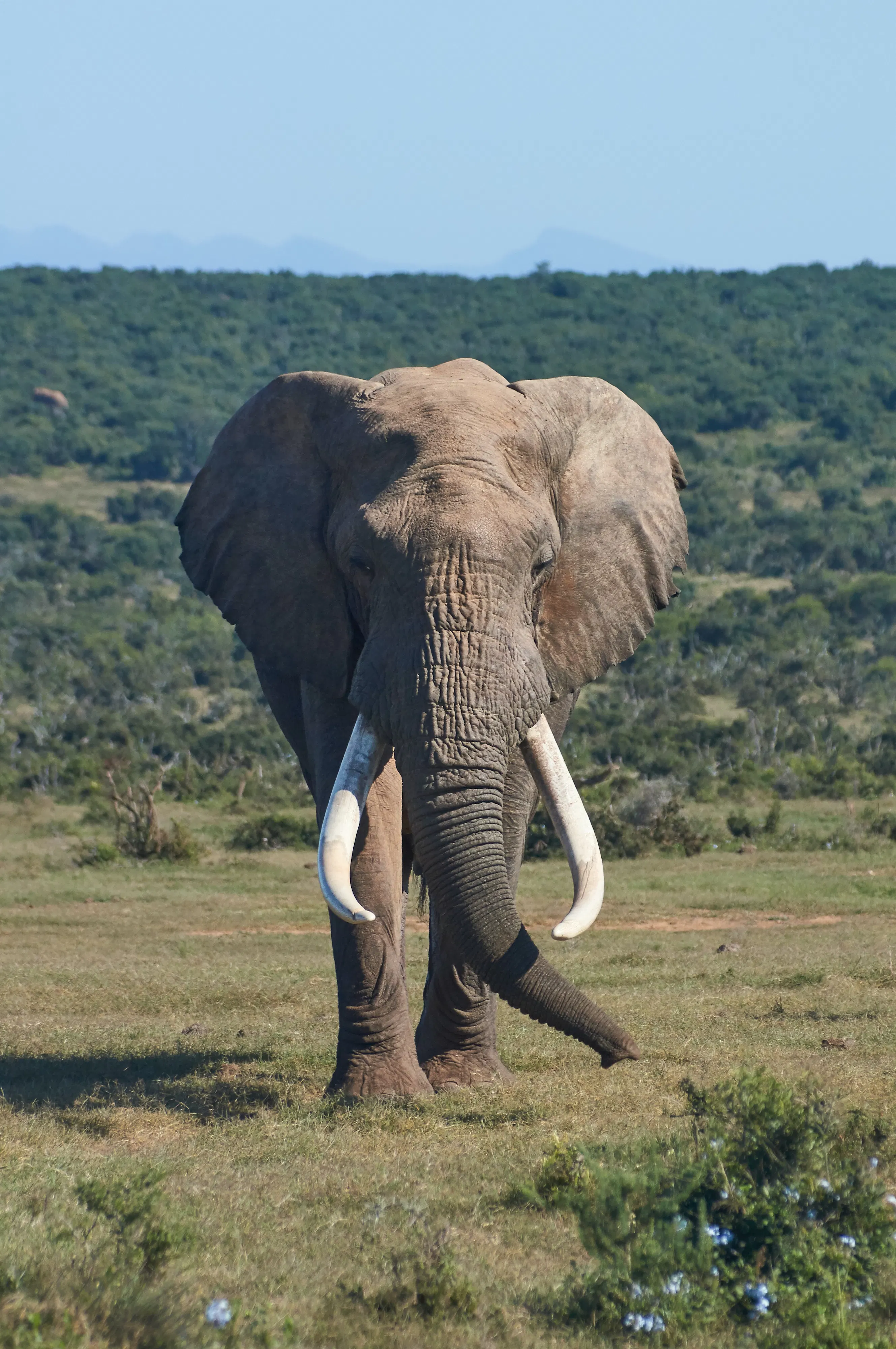 elephants
