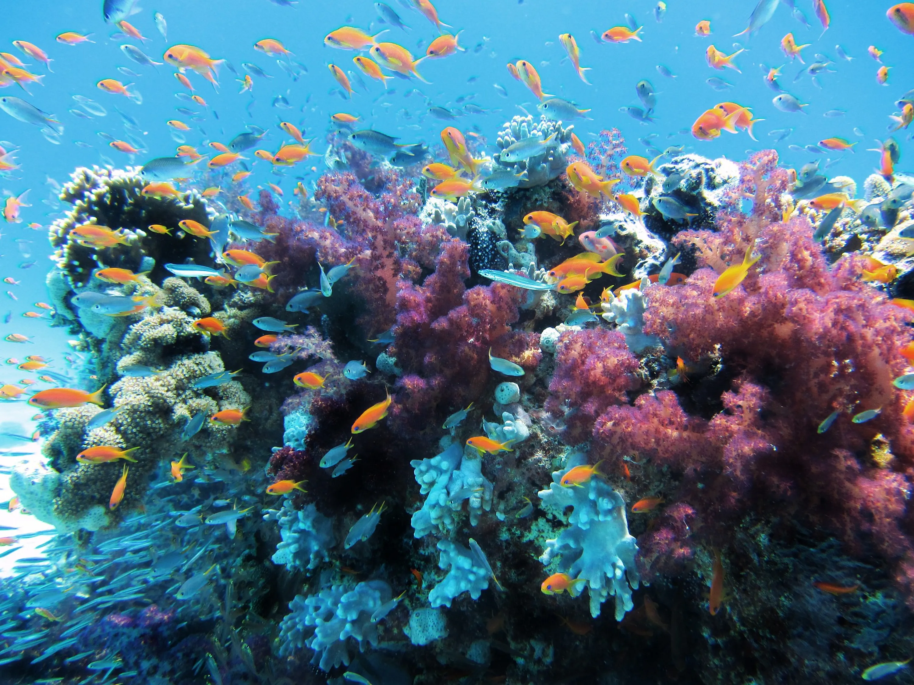 vibrant coral reef