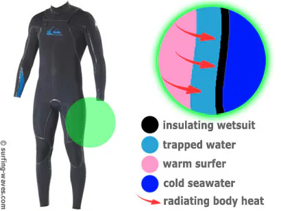 Wetsuit infographic