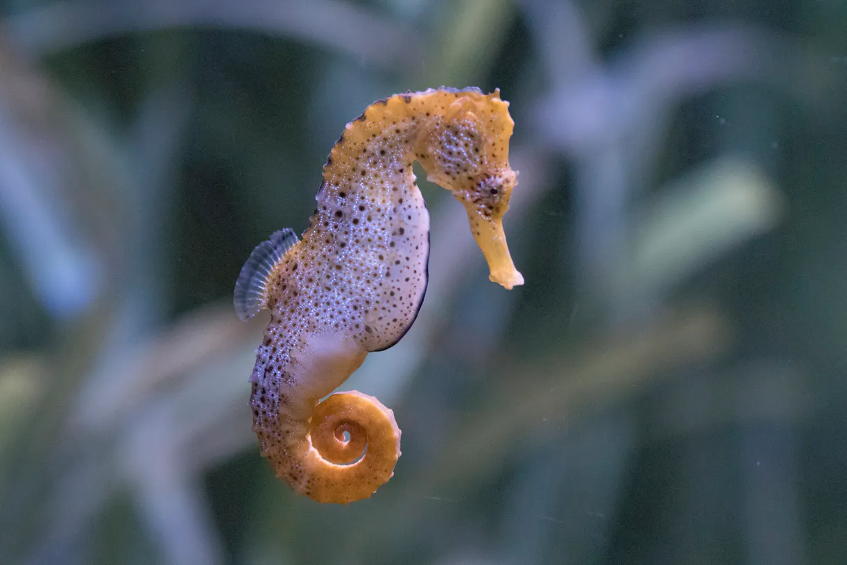 seahorse