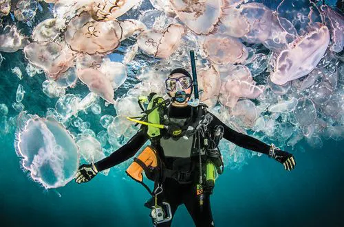 Jellyfish Explorer