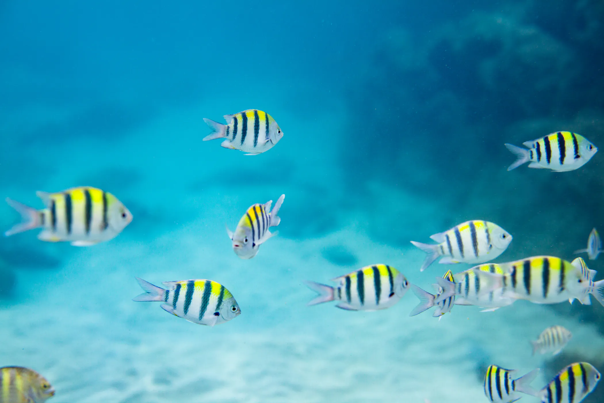 Segreant major fishies