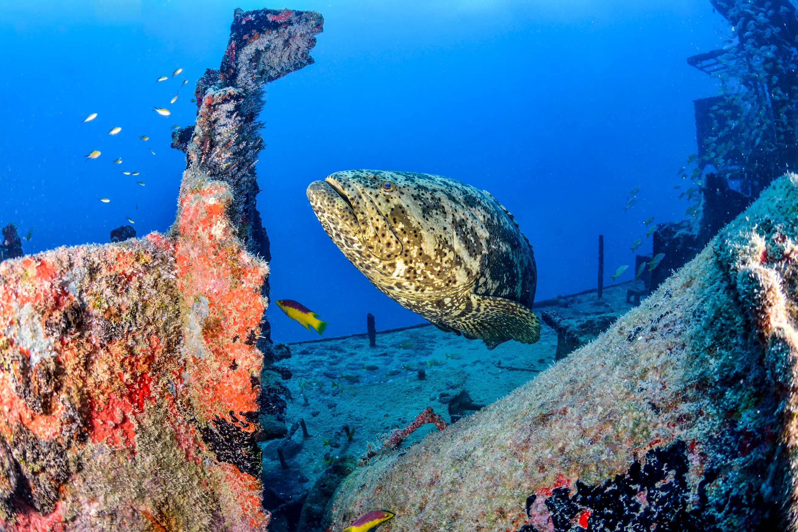 Photo of goliath grouper exploring an underwater shipwreck