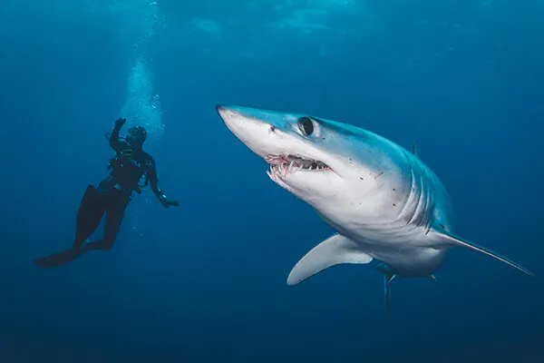 close up shot of a mako shark and a scuba diver several feet behind it