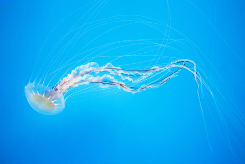 Florida Jellyfish To Look Out For