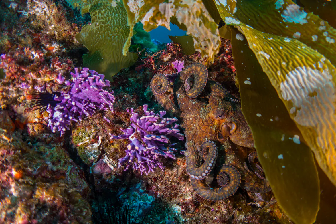 Close up shot of coral and octopus tentacles