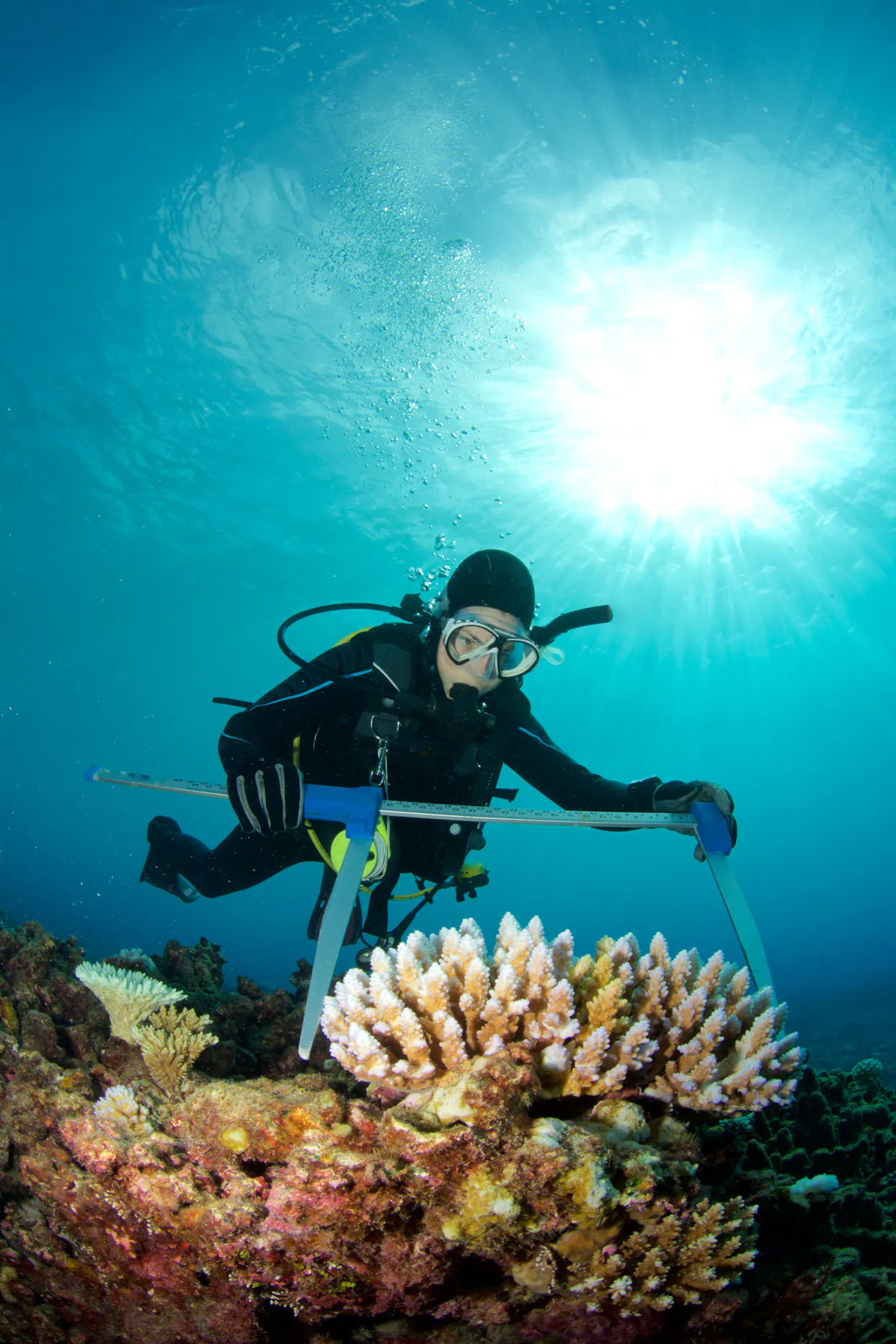 diver measuring coral