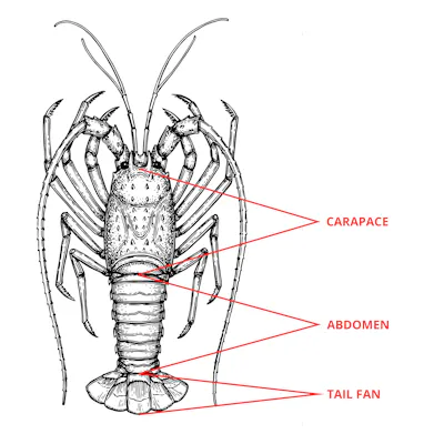 lobster anatomy