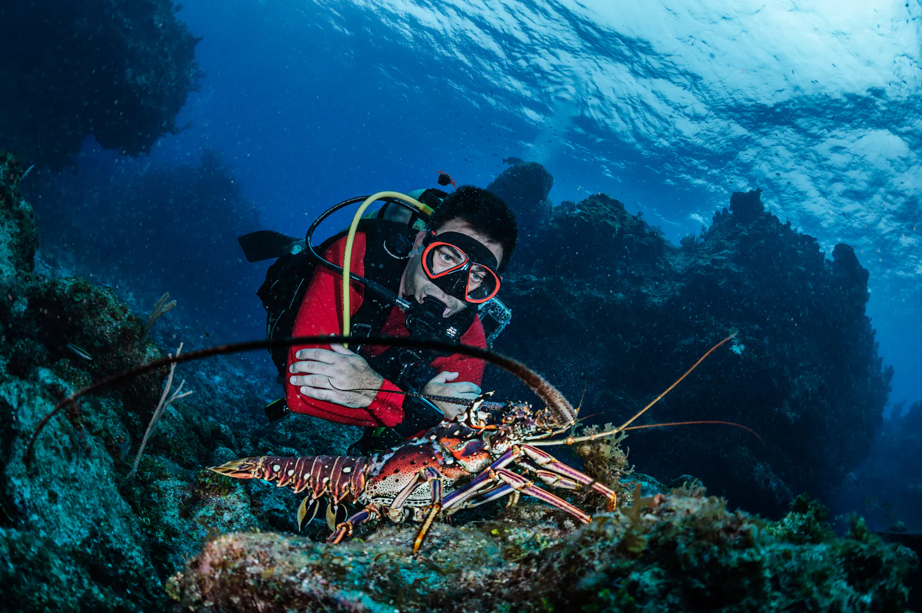 Diver looking at lobster