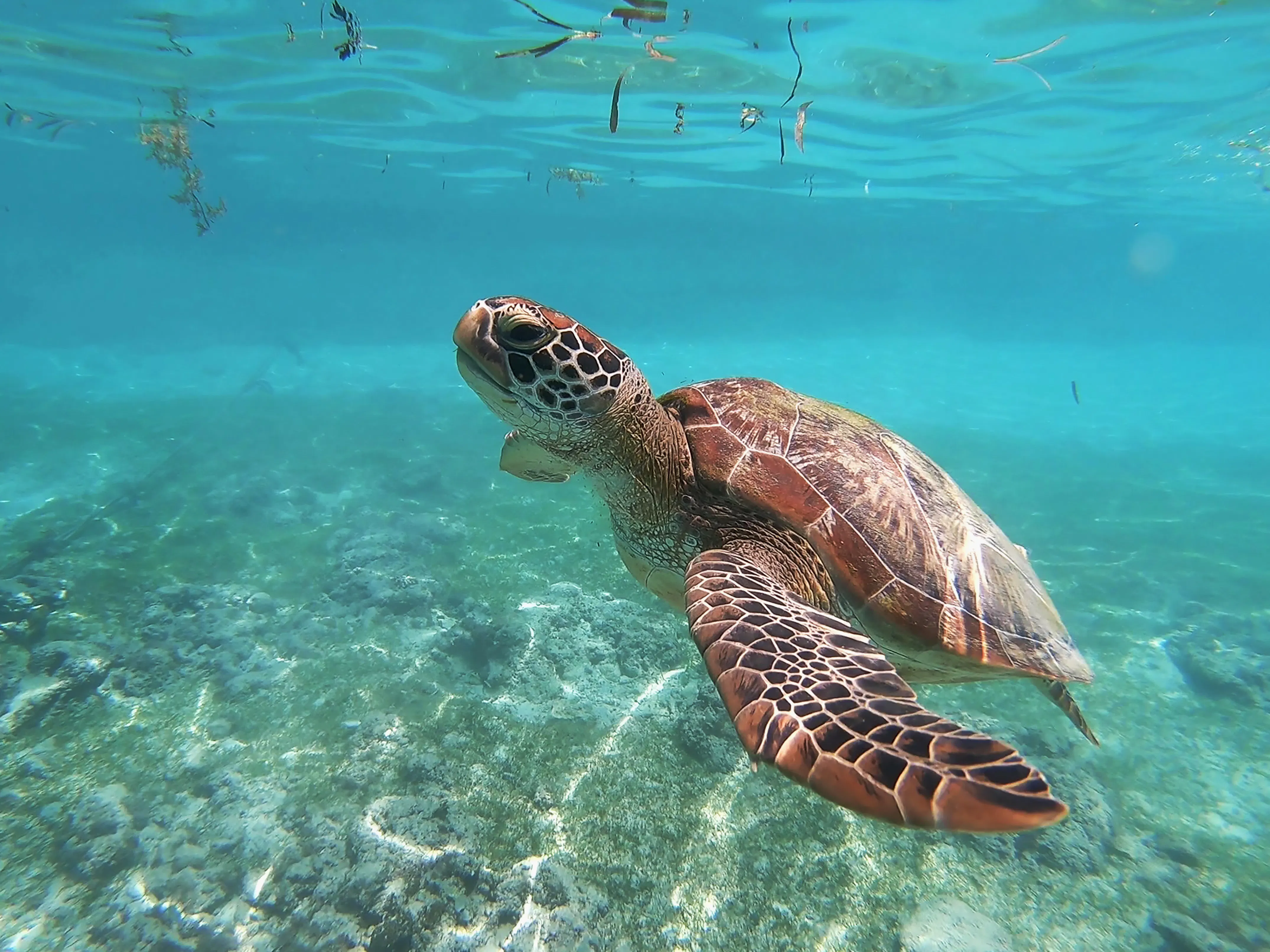 sea turtles