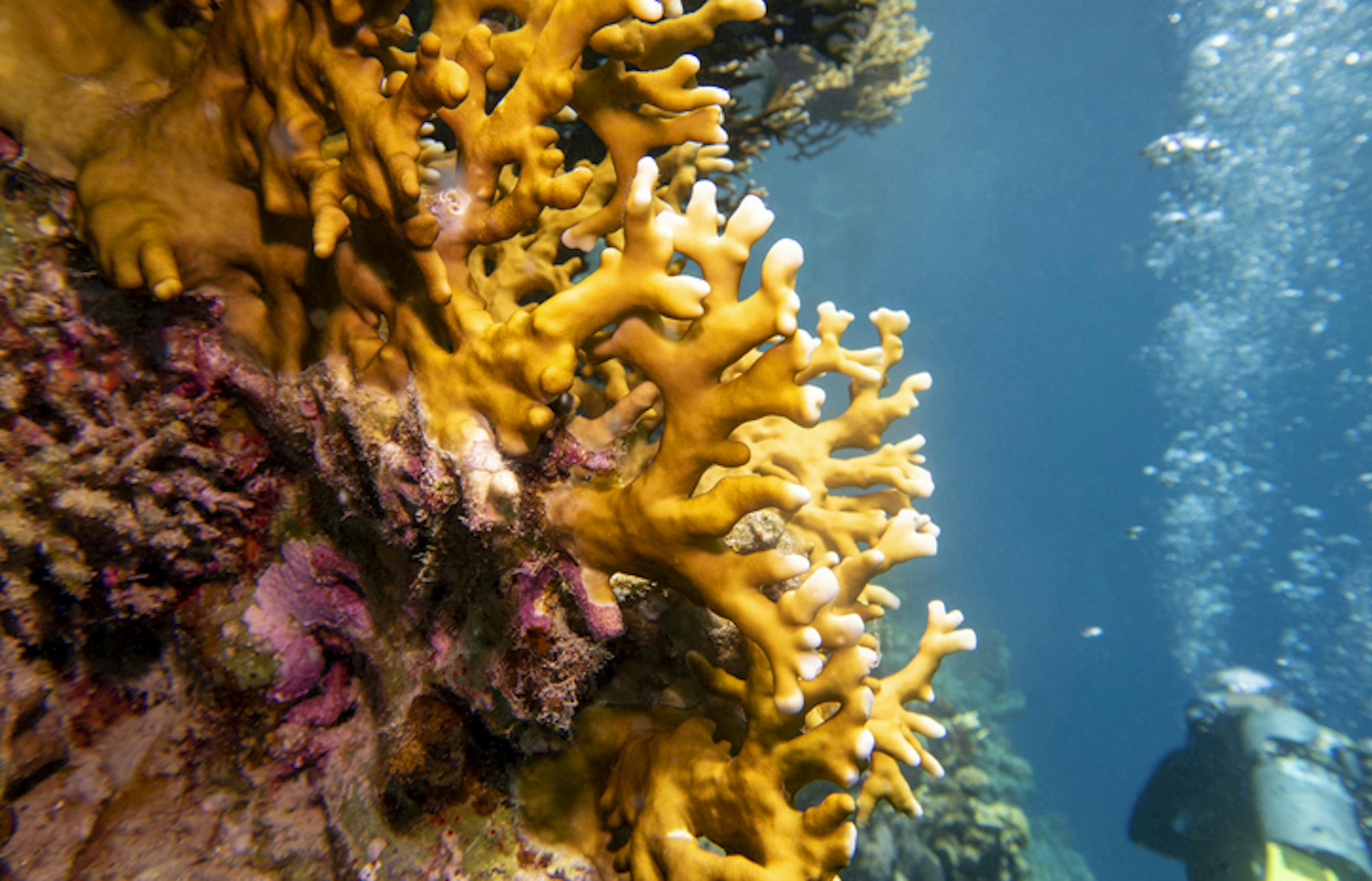 Fire coral underwater .