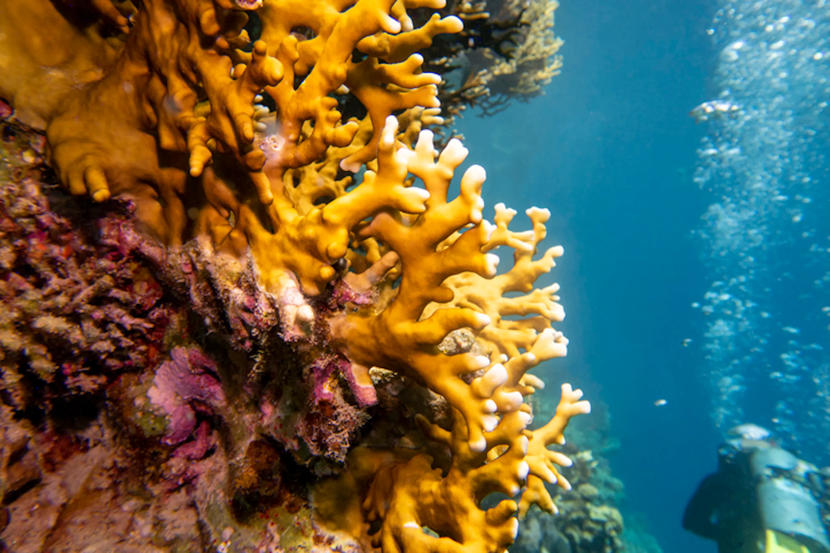 Fire coral underwater .