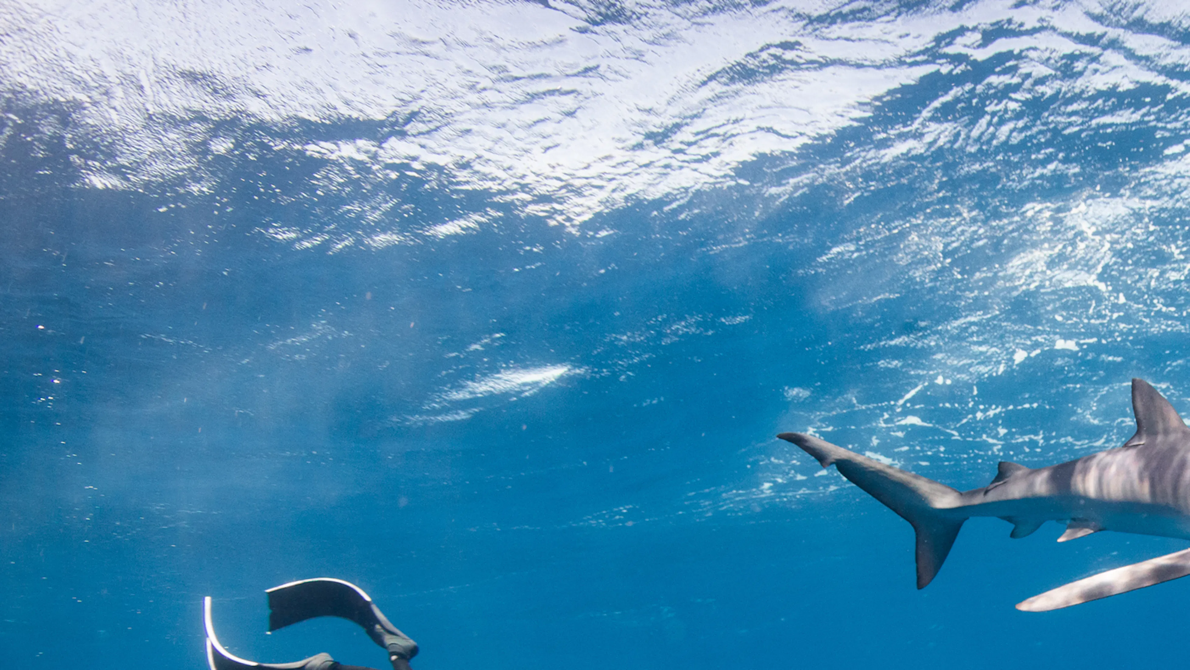 freediver swimming near a shark near the ocean's surface