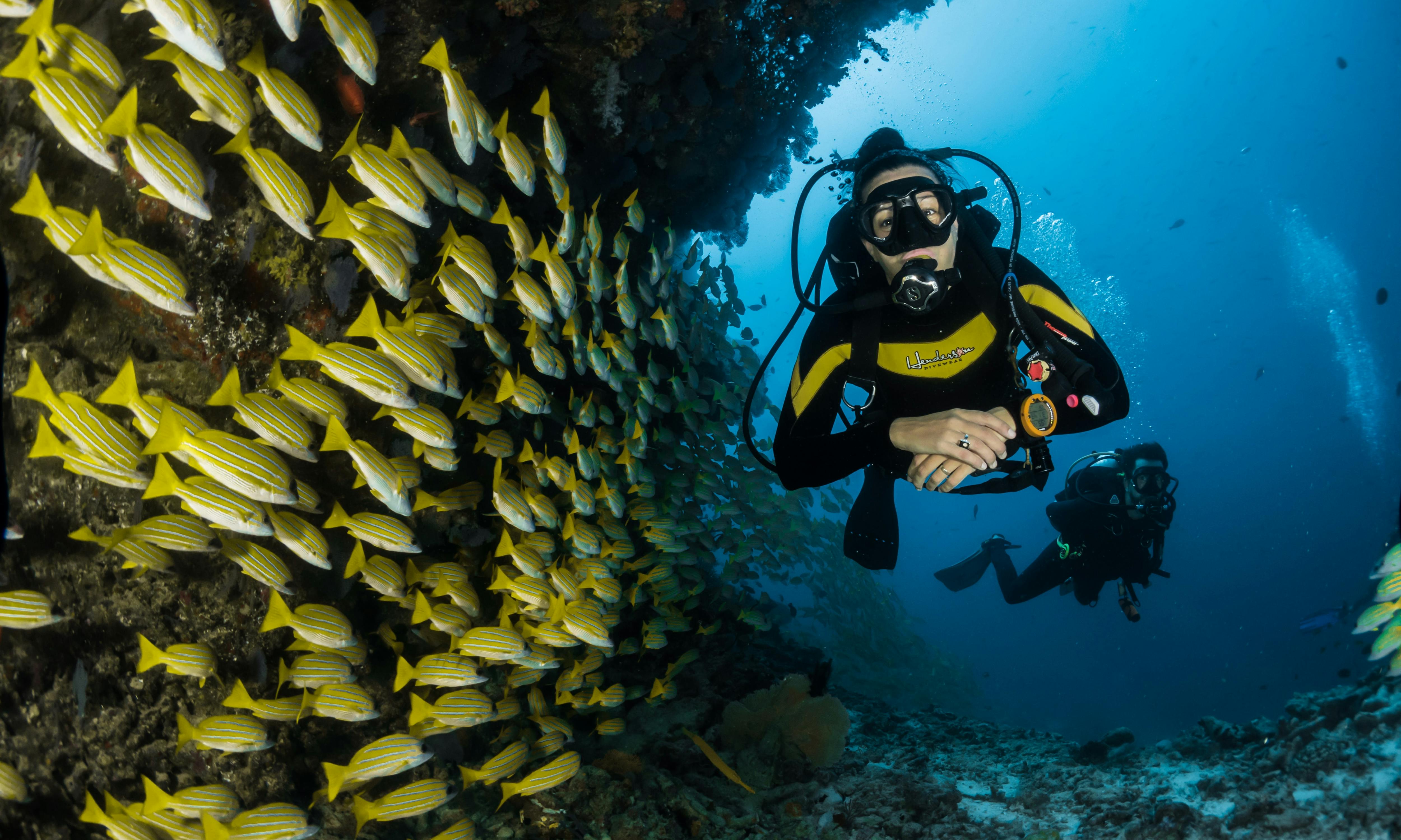 Scuba divers swimming next to a school of fish.