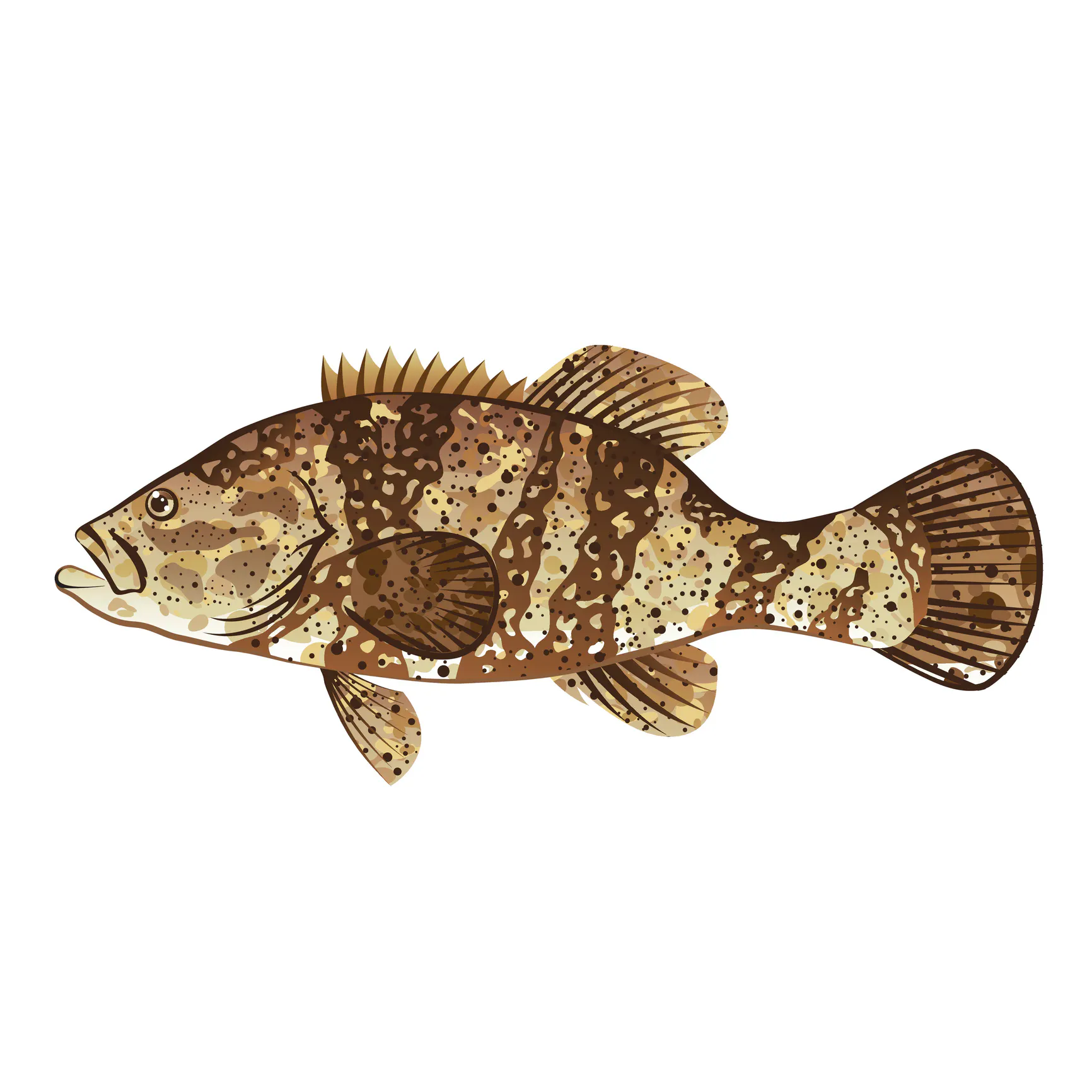 Illustration of Goliath grouper physical characteristics