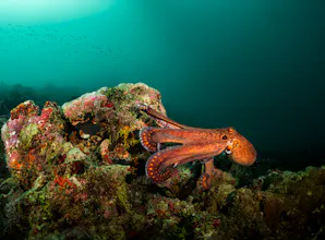 octopus on coral covered rock