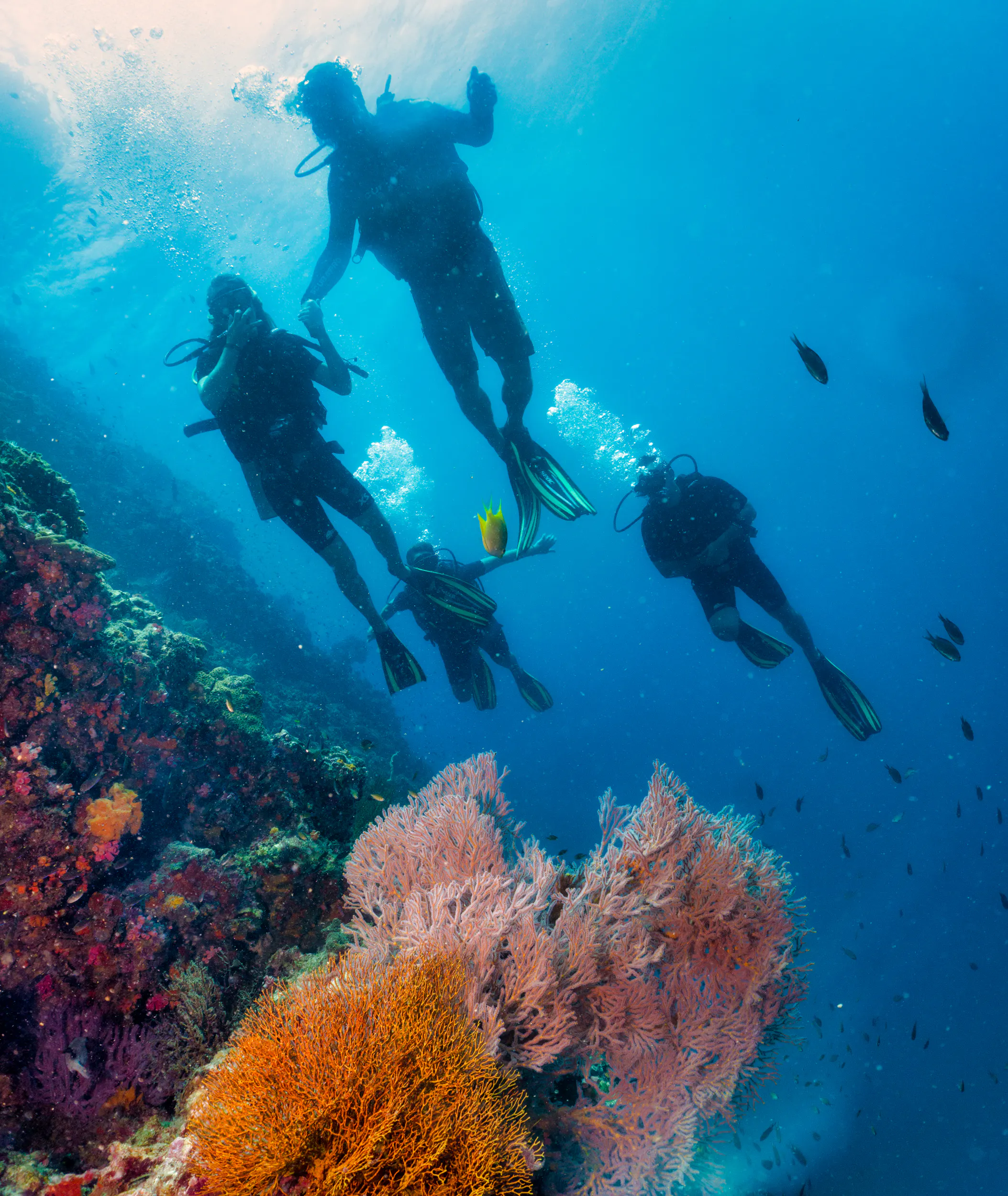 four divers diving underwater by a vibrant coral reef
