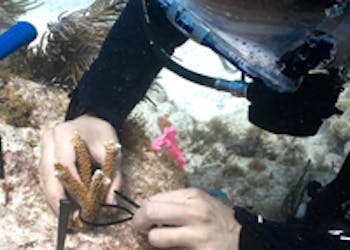 scuba diver measuring coral