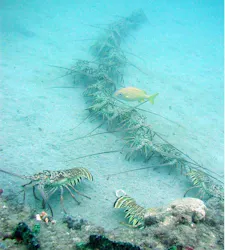 line of lobsters underwater