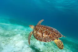 Hawksbill sea turtle swimming in the ocean