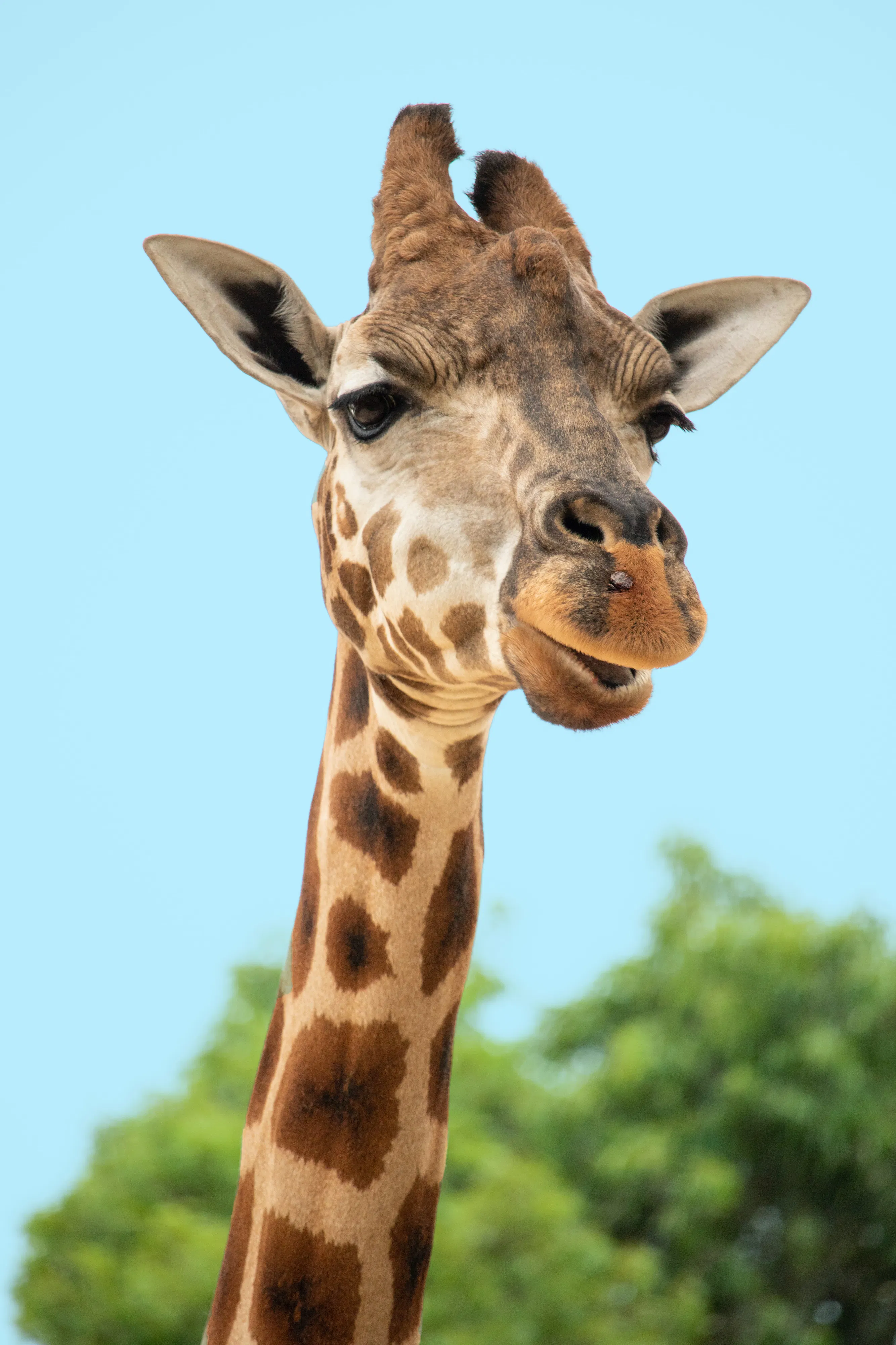 giraffes