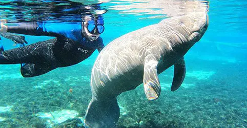 Crystal River - manatee with diver