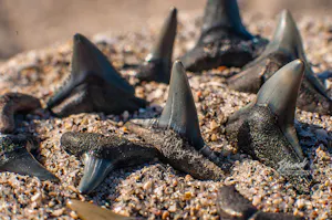 Hunting the Meg